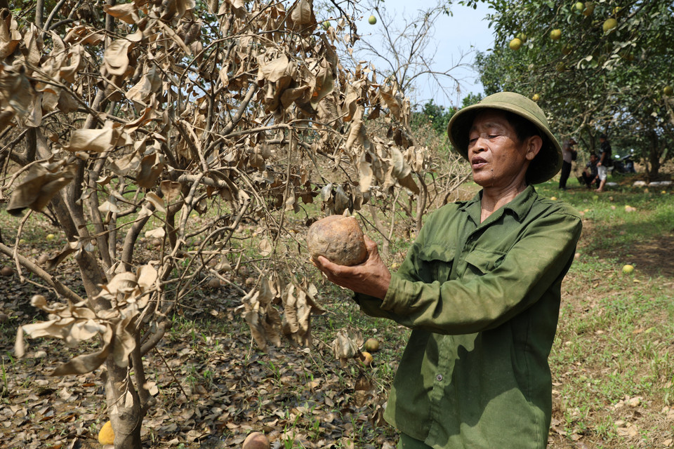 Ông Nguyễn Văn Tá, thôn Minh Thân, xã Đại Minh xót xa khi toàn bộ 230 gốc bưởi sắp cho thu hoạch của gia đình đã bị ngập chìm trong nước do chịu ảnh hưởng của hoàn lưu cơn bão số 3. (Ảnh: Tuấn Anh/TTXVN)