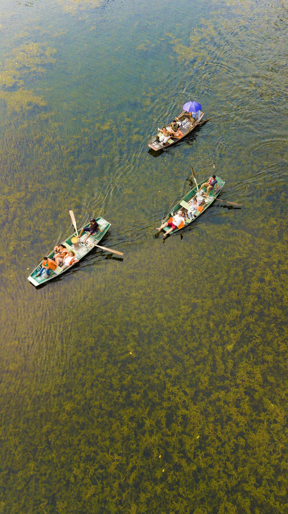 Mùa Thu tham quan Tam Cốc du khách có thể quan sát những loại thủy sinh phong phú xao động dưới làn nước hay cỏ lác mọc trên đầm, tạo nên một vẻ đẹp ấn tượng của tự nhiên. (Ảnh: Minh Đức/TTXVN)