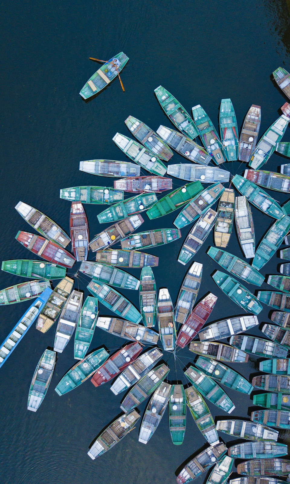 Những ''bông hoa thuyền'' của Tam Cốc cùng với làn nước xanh của mùa Thu tạo nên một vẻ đẹp không nơi nào có được. (Ảnh: Minh Đức/TTXVN)