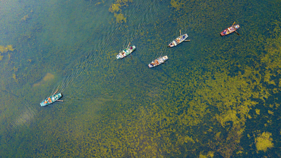 Mùa Thu tham quan Tam Cốc du khách có thể quan sát những loại thủy sinh phong phú xao động dưới làn nước hay cỏ lác mọc trên đầm, tất cả đều tạo nên một vẻ đẹp ấn tượng của tự nhiên. (Ảnh: Minh Đức/TTXVN)