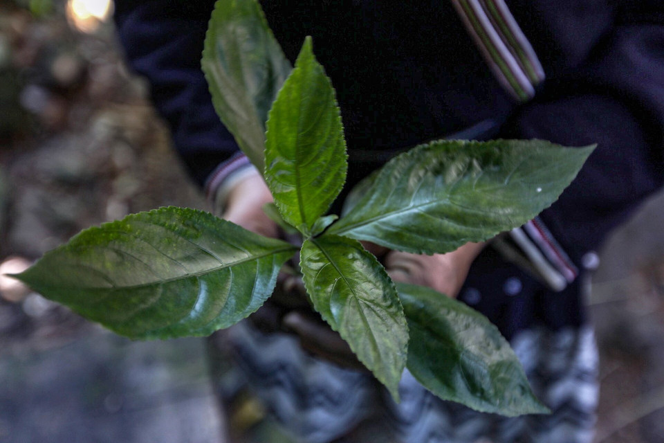 Lá chàm là nguyên liệu chính để tạo ra màu sắc cho những trang phục người Dao Tiền. (Ảnh: Trọng Đạt/TTXVN)
