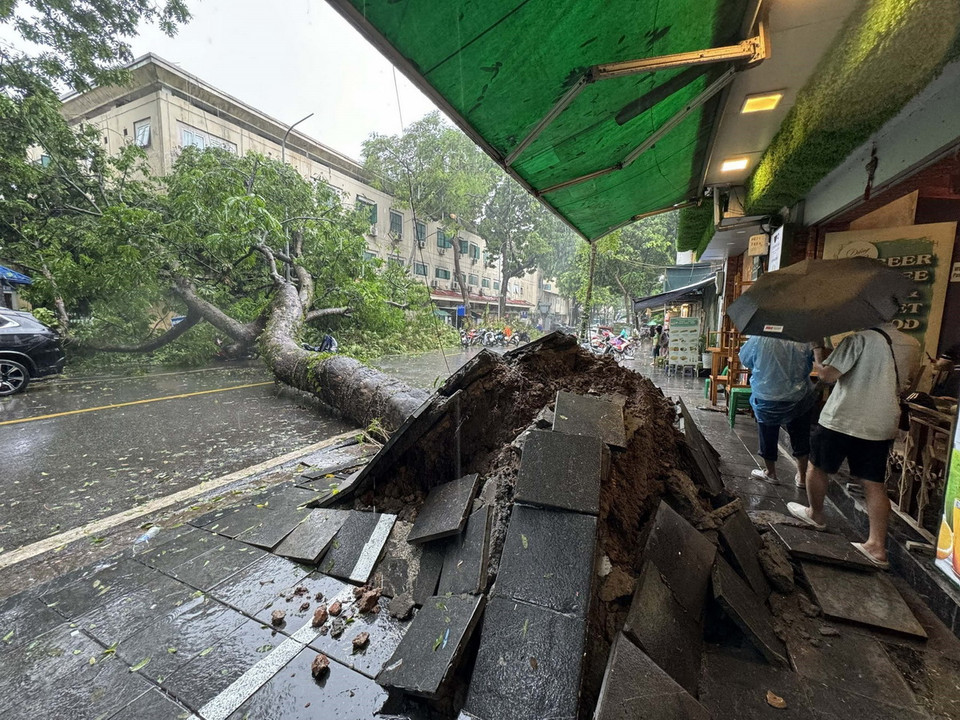 Trận mưa lớn sáng 11/9 khiến cây xà cừ cổ thụ này trên phố Quán Sứ, quận Hoàn Kiếm cũng nối gót 3 cây bên cạnh "biến mất" khỏi bản đồ cây xanh Hà Nội, sau gần 4 ngày cơn bão số 3 đi qua. (Ảnh: Quang Hải/TTXVN)