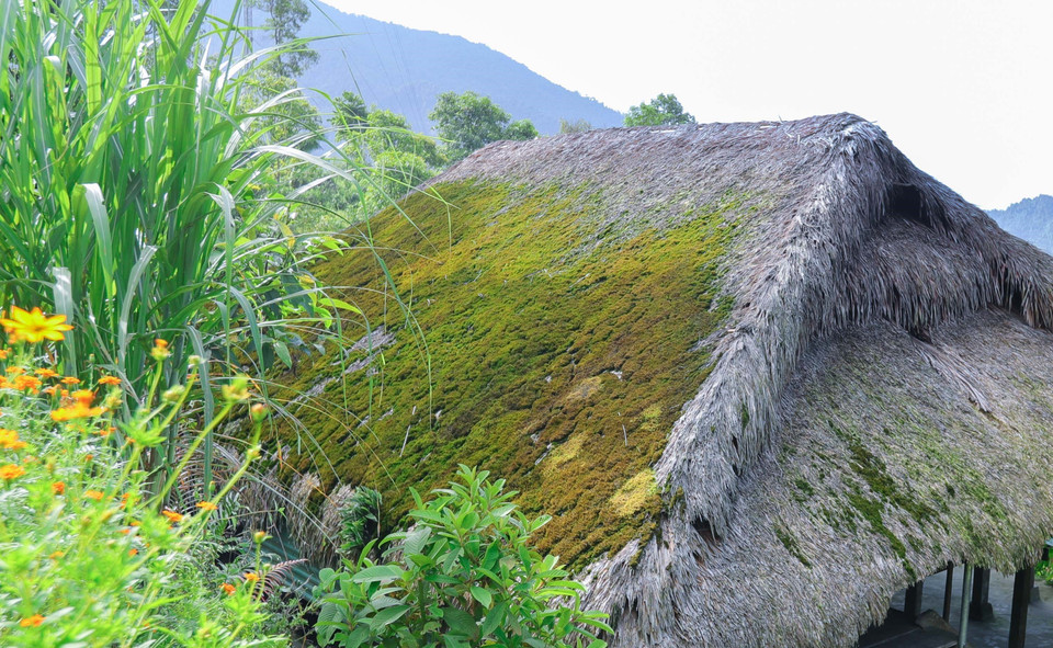 Khí hậu mát mẻ, độ ẩm cao nên rêu phát triển mạnh trên những mái nhà lá cọ của người dân nơi đây. (Ảnh: Hoàng Hiếu/TTXVN)