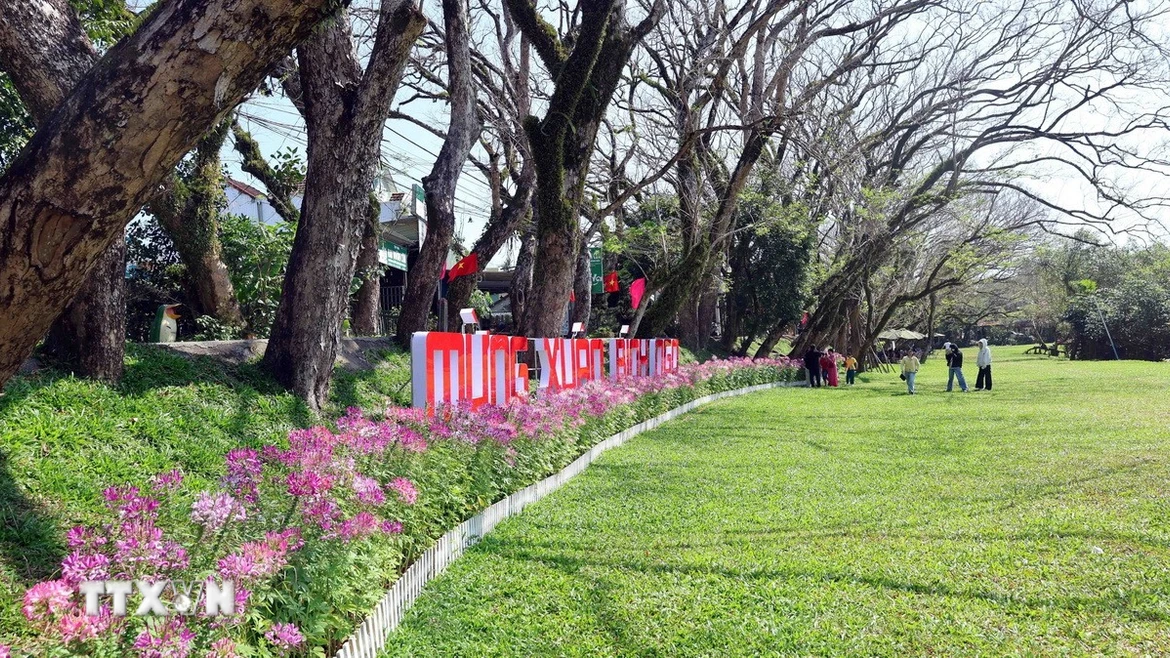 Du khách lưu giữ những hình ảnh đẹp ngày đầu xuân bên hàng cây sưa được công nhận là cây di sản Việt Nam ở làng sinh thái Hương Trà. (Ảnh: Đỗ Trưởng/TTXVN)