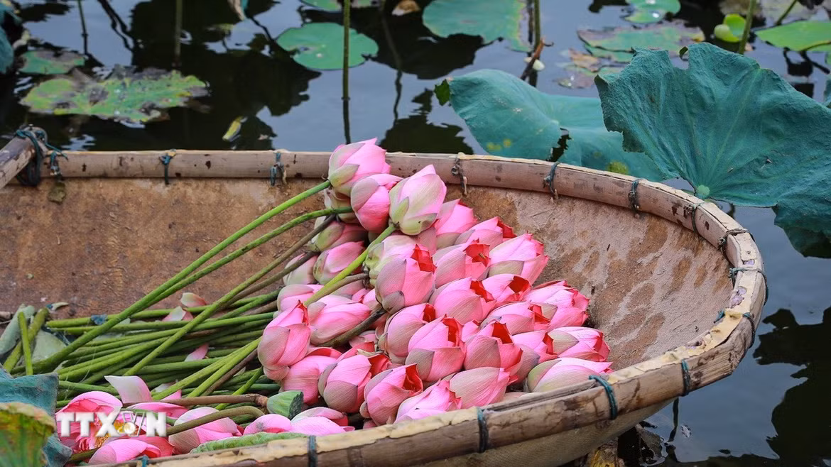 Sen vừa được hái lên khỏi hồ, sẽ được đem về thực hiện ngay các công đoạn ướp để hương của sen được đảm bảo tốt nhất. (Ảnh: Khánh Hoà/TTXVN)