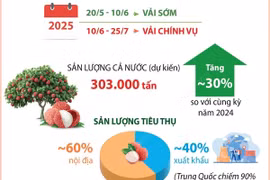 Sản lượng thu hoạch vải thiều dự kiến tăng 30% trong niên vụ 2025