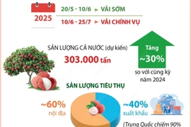 Sản lượng thu hoạch vải thiều dự kiến tăng 30% trong niên vụ 2025
