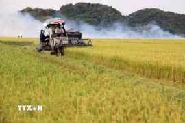 Thu hoạch lúa gạo ở xã An Nhơn, huyện Đạ Tẻh (tỉnh Lâm Đồng). (Ảnh: Hồng Đạt/TTXVN)