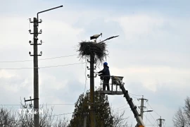 Công nhân sửa chữa đường dây điện tại Borodianka, Tây Bắc Kiev (Ukraine). (Ảnh: AFP/TTXVN)