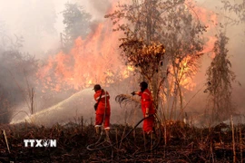 Lính cứu hỏa dập đám cháy tại Riau (Indonesia) ngày 20/7/2025. (Ảnh: THX/TTXVN)
