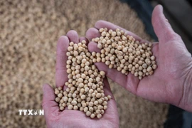 Nông dân thu hoạch đậu tương tại một trang trại ở Scribber, bang Nebraska (Mỹ). (Ảnh: AFP/TTXVN)