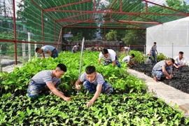 Chiến sỹ Trường Sa chăm sóc cây xanh. (Ảnh: Diệu Thúy/TTXVN)