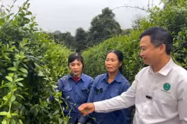 Anh Phan Xuân Diện, nguyên Phó trưởng Phòng Nông nghiệp và Phát triển nông thôn huyện Con Cuông (Nghệ An) xin nghỉ việc ở cơ quan nhà nước để ra ngoài trồng trọt, phát triển cây dược liệu, chế biến các sản phẩm từ dược liệu, bước đầu thành công với lựa chọn của bản thân. (Ảnh: Bích Huệ/TTXVN)