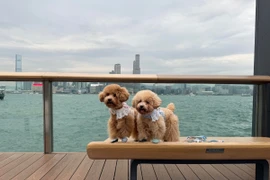 Thú cưng dạo chơi ở khu vực cảng Victoria, Hong Kong (Trung Quốc). (Ảnh: Mạc Luyện/TTXVN)