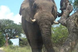 (Nguồn: News Central TV)