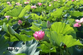Thời điểm này, đi đến nơi nào ở Ninh Bình đều dễ dàng bắt gặp các đầm sen khoe sắc làm say lòng du khách gần xa. (Ảnh: Thùy Dung/TTXVN)