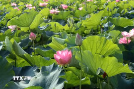 Thời điểm này, đi đến nơi nào ở Ninh Bình đều dễ dàng bắt gặp các đầm sen khoe sắc làm say lòng du khách gần xa. (Ảnh: Thùy Dung/TTXVN)