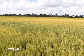 Một cánh đồng lúa tại huyện Los Palacios, tỉnh Pinar del Rio của Cuba. (Ảnh: Việt Hùng/TTXVN)