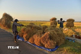 Nông dân thu hoạch lúa trên cánh đồng tại Nagaon, Assam (Ấn Độ). (Ảnh: THX/TTXVN)