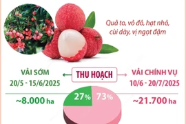 Bắc Giang dự kiến thu hoạch hơn 165.000 tấn vải thiều trong năm 2025