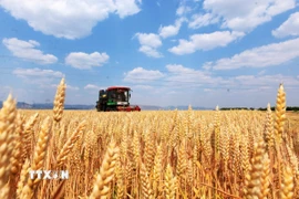 Nông dân thu hoạch lúa mỳ trên cánh đồng ở Sơn Đông (Trung Quốc) ngày 24/5/2025. (Ảnh: THX/TTXVN)