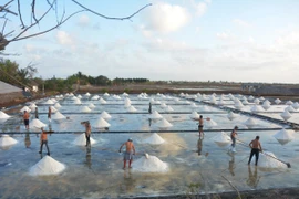 Diêm dân Bạc Liêu thu hoạch muối. (Ảnh: Chanh Đa/TTXVN)