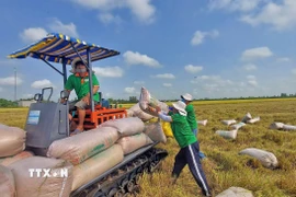 Nông dân huyện Thoại Sơn (tỉnh An Giang) thu hoạch lúa Đông Xuân năm 2025. (Ảnh: Công Mạo/TTXVN)