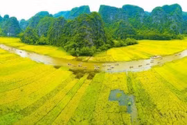 Dòng Ngô Đồng vàng rực đón du khách trong và ngoài nước về tham quan Tam Cốc-Bích Động (Ninh Bình). (Ảnh: Minh Đức/TTXVN)