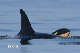 Cá voi sát thủ. (Ảnh: WhaleResearch/ TTXVN)