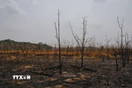 Cháy rừng do hạn hán tại bang Rondonia (Brazil) hồi năm ngoái. (Ảnh: THX/TTXVN)