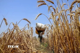 Nông dân thu hoạch lúa mỳ tại Jammu (Ấn Độ). (Ảnh: ANI/TTXVN)