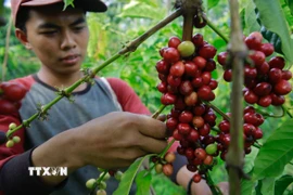 Nông dân thu hoạch hạt càphê tại Tanggamus, tỉnh Lampung (Indonesia). (Ảnh: AFP/TTXVN)