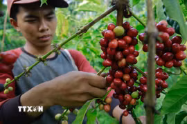 Nông dân thu hoạch hạt càphê. (Ảnh: AFP/TTXVN)