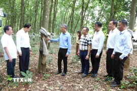 Đại sứ Nguyễn Minh Vũ (thứ ba, trái) thăm vườn cao su của Công ty Trách nhiệm Hữu hạn Phát triển Cao su Hoàng Anh Mang Yang K thuộc Tập đoàn Công nghiệp cao su Việt Nam, trên địa bàn tỉnh Ratanakiri (Campuchia). (Ảnh: Huỳnh Thảo/TTXVN)