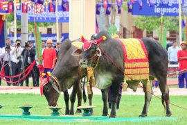 Campuchia khai hội Tịch điền: Bò thiêng ăn ngô lúa, báo hiệu mùa màng bội thu