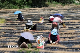 Người dân làm việc trên cánh đồng trong thời tiết nắng nóng, tại Gangneung, tỉnh Gangwon (Hàn Quốc). (Ảnh: Yonhap/TTXVN)