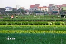 Một khu vực ở xã Minh Lương, huyện Quỳnh Lưu, (tỉnh Nghệ An). (Ảnh: Văn Tý/TTXVN)