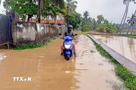 Ảnh minh họa. (Ảnh: THX/TTXVN)