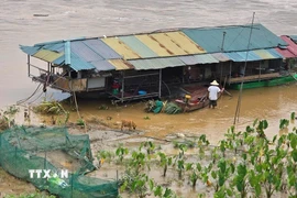 Mưa lớn kéo dài nhiều ngày khiến lũ từ đầu nguồn ào ạt đổ về sông Hồng, đoạn chảy qua phường Lào Cai hồi đầu tháng Bảy. (Ảnh: TTXVN phát)