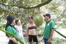Thành viên Hợp tác xã sầu riêng Bàu Đồn (Tây Ninh) trao đổi kinh nghiệm canh tác sầu riêng. (Ảnh: Thanh Tân/TTXVN)