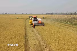 Thu hoạc lúa tại tỉnh An Giang. (Ảnh: Vũ Sinh/TTXVN)