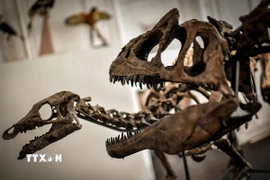 Ảnh minh họa. (Ảnh: AFP/TTXVN)