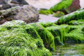"Mát mắt" với thảm đá rêu xanh mướt ở Nam Ô