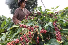 Thu hoạch càphê ở Gia Lai. (Ảnh: Vũ Sinh/TTXVN)