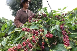 Thu hoạch càphê ở Gia Lai. (Ảnh: Vũ Sinh/TTXVN)