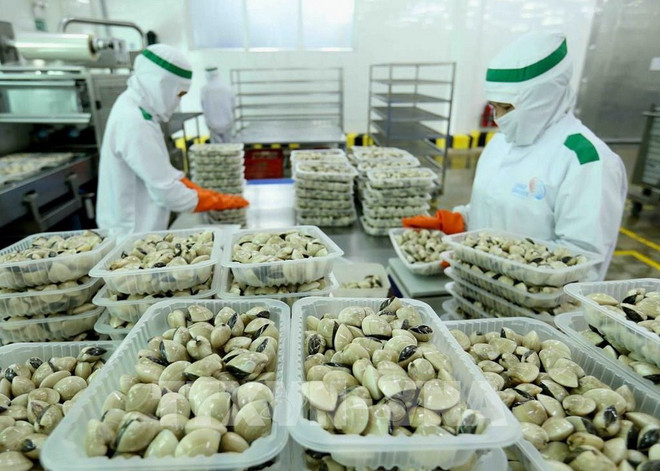 ការកែច្នៃក្តាមនៅរោងចក្រ Lenger Seafoods Vietnam ដើម្បីនាំចេញទៅ EU អង់គ្លេស ជប៉ុន អាមេរិក និងកូរ៉េខាងត្បូង។ (រូបថត៖ VNA) 4.jpg