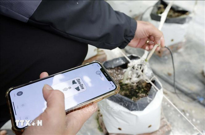 Det automatiska bevattningssystemet styrs via smartphone. (Foto: Tran Viet/VNA) ttxvn-nong-nghiep-thong-minh.jpg