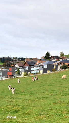 Bò sữa trên đồng cỏ bên ngoài nhà máy của hãng sữa Nestle ở Konolfingen, Thụy Sĩ. (Nguồn: THX/TTXVN)