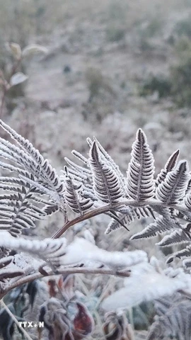 Băng giá phủ trắng cây cỏ Y Tý. (Ảnh minh họa: Hương Thu/TTXVN)