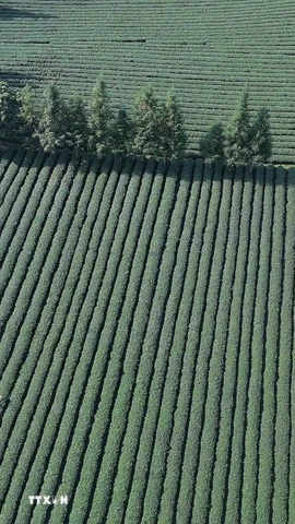 Diện tích trồng chè tập trung tại xã Bình Thuận, tỉnh Sơn La. (Ảnh: Quang Quyết/TTXVN)